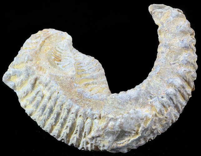 Cretaceous Fossil Oyster (Rastellum) - Madagascar #49871